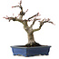 Acer palmatum, 21 cm, ± 20 years old, with a nebari of 7 cm
