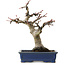 Acer palmatum, 21 cm, ± 20 years old, with a nebari of 7 cm