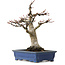 Acer palmatum, 21 cm, ± 20 años, con un nebari de 7 cm