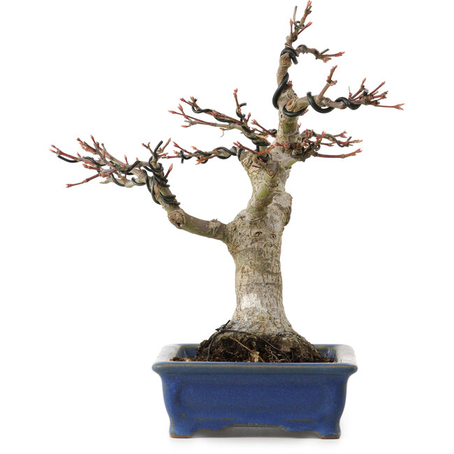 Acer palmatum, 21 cm, ± 20 anni, con nebari di 7 cm