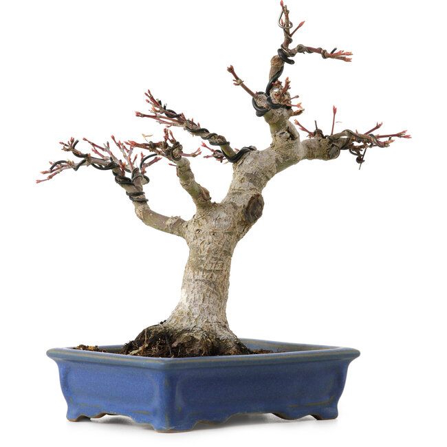Acer palmatum, 21 cm, ± 20 anni, con nebari di 7 cm