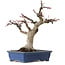 Acer palmatum, 21 cm, ± 20 años, con un nebari de 7 cm