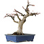 Acer palmatum, 21 cm, ± 20 years old, with a nebari of 7 cm