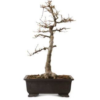 Acer buergerianum, 48 cm, ± 30 años