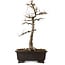 Acer buergerianum, 48 cm, ± 30 años, con un nebari de 18 cm