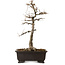Acer buergerianum, 48 cm, ca. 30 Jahre alt, mit einem Wurzelhals von 18 cm