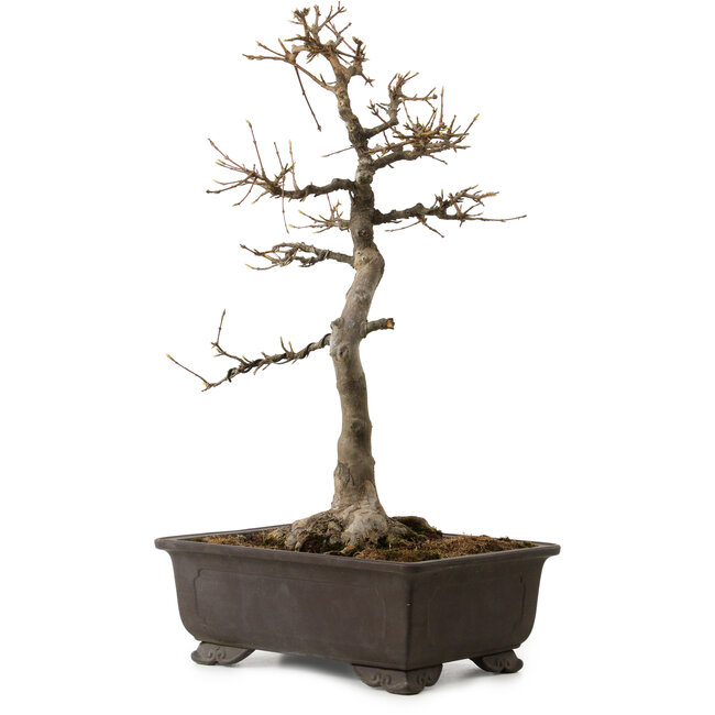 Acer buergerianum, 48 cm, ± 30 ans, avec un nebari de 18 cm
