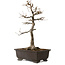 Acer buergerianum, 48 cm, ± 30 ans, avec un nebari de 18 cm