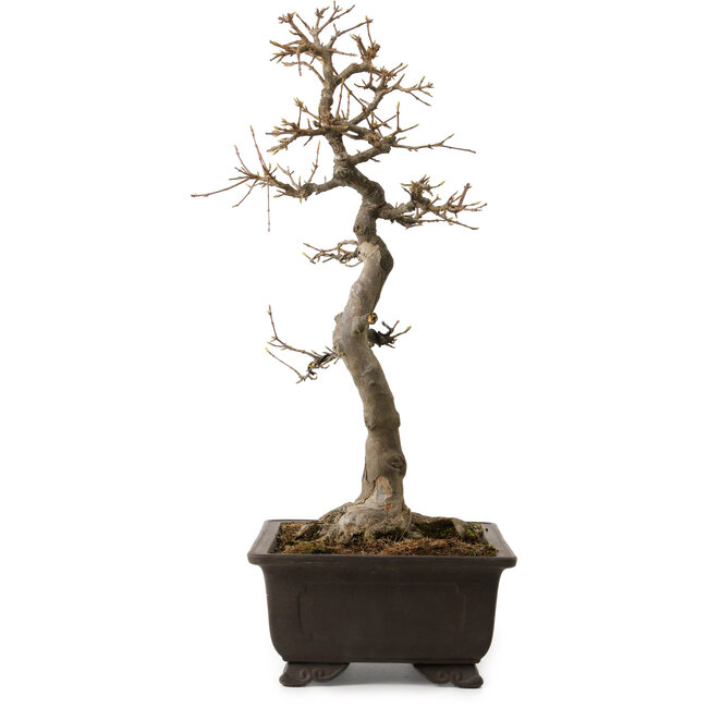 Acer buergerianum, 48 cm, ± 30 años, con un nebari de 18 cm