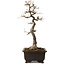 Acer buergerianum, 48 cm, ± 30 años, con un nebari de 18 cm