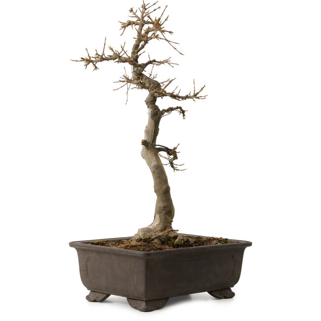 Acer buergerianum, 48 cm, ± 30 years old, with a nebari of 18 cm