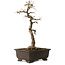 Acer buergerianum, 48 cm, ± 30 jaar oud, met een nebari van 18 cm