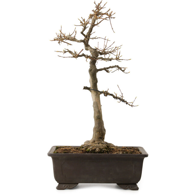 Acer buergerianum, 48 cm, ± 30 years old, with a nebari of 18 cm