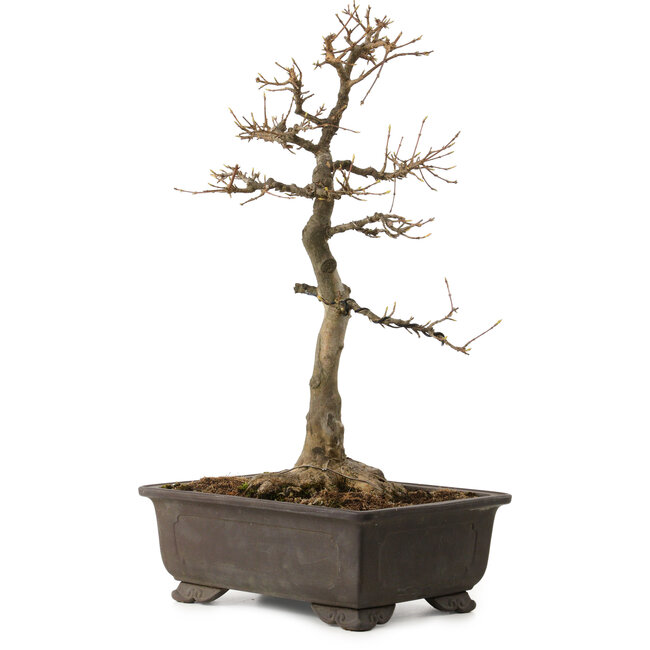 Acer buergerianum, 48 cm, ± 30 años, con un nebari de 18 cm