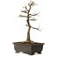 Acer buergerianum, 48 cm, ± 30 años, con un nebari de 18 cm
