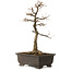 Acer buergerianum, 48 cm, ± 30 ans, avec un nebari de 18 cm