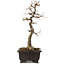 Acer buergerianum, 48 cm, ± 30 anni, con nebari di 18 cm