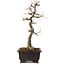 Acer buergerianum, 48 cm, ± 30 años, con un nebari de 18 cm