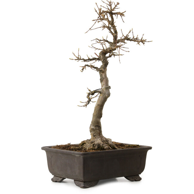 Acer buergerianum, 48 cm, ± 30 jaar oud, met een nebari van 18 cm