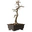 Acer buergerianum, 48 cm, ± 30 años, con un nebari de 18 cm