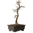 Acer buergerianum, 48 cm, ± 30 ans, avec un nebari de 18 cm