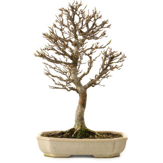 Acer buergerianum, 24 cm, ± 15 Jahre alt