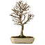 Acer buergerianum, 24 cm, ± 15 years old, with a nebari of 4 cm
