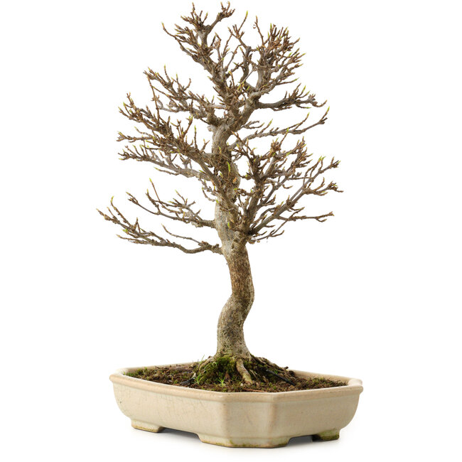 Acer buergerianum, 24 cm, ± 15 anni, con nebari di 4 cm