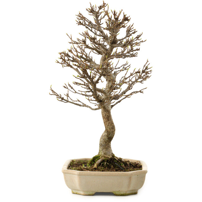 Acer buergerianum, 24 cm, ± 15 jaar oud, met een nebari van 4 cm