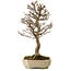 Acer buergerianum, 24 cm, ± 15 años, con un nebari de 4 cm