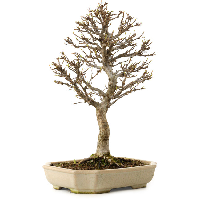 Acer buergerianum, 24 cm, ± 15 ans, avec un nebari de 4 cm
