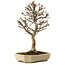 Acer buergerianum, 24 cm, ± 15 jaar oud, met een nebari van 4 cm