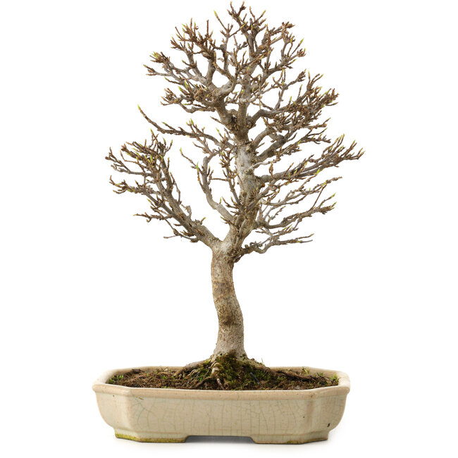 Acer buergerianum, 24 cm, ± 15 years old, with a nebari of 4 cm
