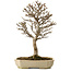 Acer buergerianum, 24 cm, ± 15 anni, con nebari di 4 cm