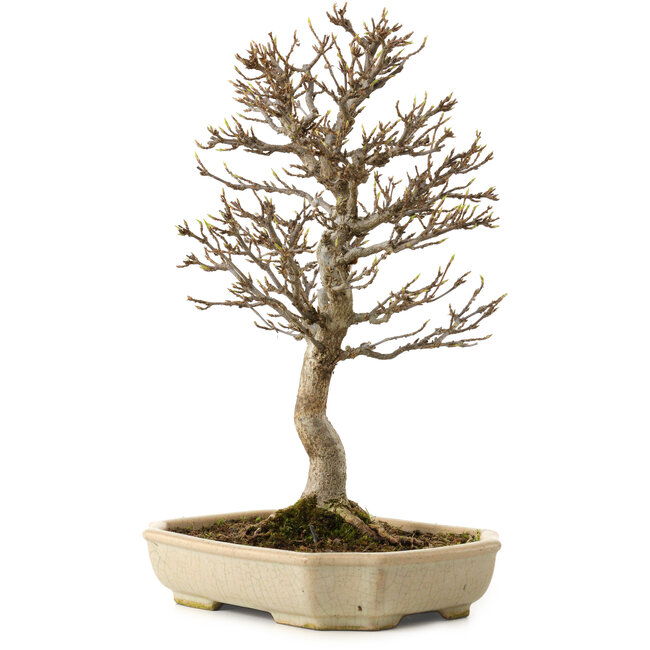 Acer buergerianum, 24 cm, ± 15 years old, with a nebari of 4 cm
