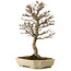 Acer buergerianum, 24 cm, ± 15 jaar oud, met een nebari van 4 cm