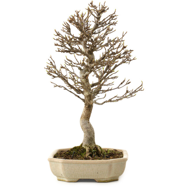 Acer buergerianum, 24 cm, ± 15 ans, avec un nebari de 4 cm