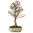 Acer buergerianum, 24 cm, ± 15 anni, con nebari di 4 cm