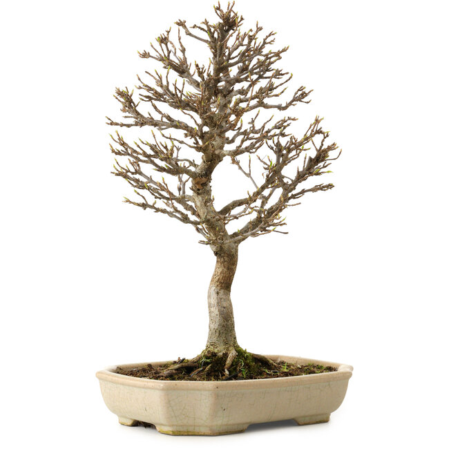 Acer buergerianum, 24 cm, ± 15 años, con un nebari de 4 cm