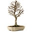 Acer buergerianum, 24 cm, ± 15 años, con un nebari de 4 cm