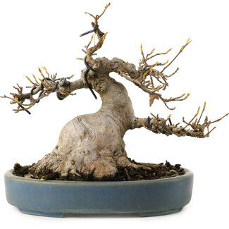 Acer buergerianum, 15 cm, ± 30 years old
