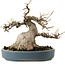 Acer buergerianum, 15 cm, ± 30 anni, con nebari di 11 cm