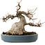 Acer buergerianum, 15 cm, ± 30 years old, with a nebari of 11 cm