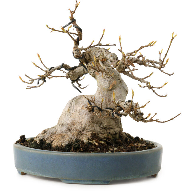 Acer buergerianum, 15 cm, ± 30 ans, avec un nebari de 11 cm