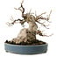 Acer buergerianum, 15 cm, ± 30 años, con un nebari de 11 cm