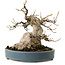 Acer buergerianum, 15 cm, ± 30 years old, with a nebari of 11 cm