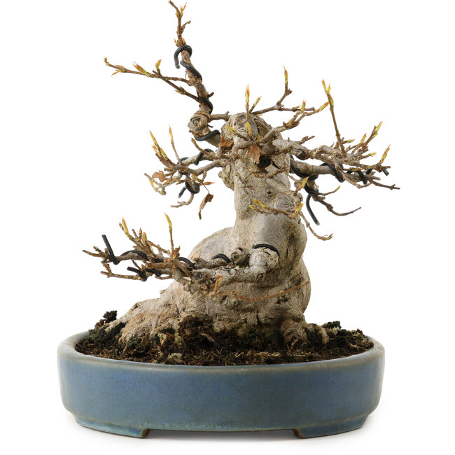 Acer buergerianum, 15 cm, ± 30 years old, with a nebari of 11 cm