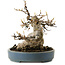 Acer buergerianum, 15 cm, ± 30 anni, con nebari di 11 cm
