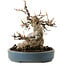 Acer buergerianum, 15 cm, ± 30 años, con un nebari de 11 cm
