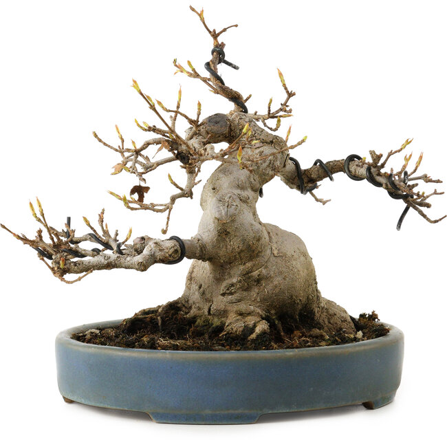 Acer buergerianum, 15 cm, ± 30 años, con un nebari de 11 cm